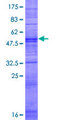 OR14C36 / OR5BF1 Protein - 12.5% SDS-PAGE of human OR5BF1 stained with Coomassie Blue