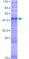 OR17-40 / OR3A1 Protein - 12.5% SDS-PAGE of human OR3A1 stained with Coomassie Blue
