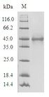 OR1A1 Protein - (Tris-Glycine gel) Discontinuous SDS-PAGE (reduced) with 5% enrichment gel and 15% separation gel.