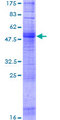 OR1A2 Protein - 12.5% SDS-PAGE of human OR1A2 stained with Coomassie Blue