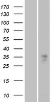 OR1B1 Protein - Western validation with an anti-DDK antibody * L: Control HEK293 lysate R: Over-expression lysate