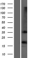 OR1D2 Protein - Western validation with an anti-DDK antibody * L: Control HEK293 lysate R: Over-expression lysate