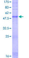 OR1E1 Protein - 12.5% SDS-PAGE of human OR1E1 stained with Coomassie Blue