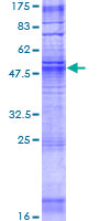 OR1F1 Protein - 12.5% SDS-PAGE of human OR1F1 stained with Coomassie Blue