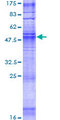 OR1F1 Protein - 12.5% SDS-PAGE of human OR1F1 stained with Coomassie Blue