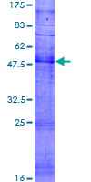 OR1M1 Protein - 12.5% SDS-PAGE of human OR1M1 stained with Coomassie Blue