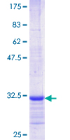 OR2A2 Protein - 12.5% SDS-PAGE Stained with Coomassie Blue.