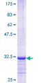 OR2A2 Protein - 12.5% SDS-PAGE Stained with Coomassie Blue.