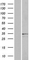 OR2A25 Protein - Western validation with an anti-DDK antibody * L: Control HEK293 lysate R: Over-expression lysate
