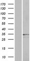 OR2A25 Protein - Western validation with an anti-DDK antibody * L: Control HEK293 lysate R: Over-expression lysate