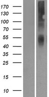OR2A42 Protein - Western validation with an anti-DDK antibody * L: Control HEK293 lysate R: Over-expression lysate