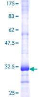 OR2A42 Protein - 12.5% SDS-PAGE Stained with Coomassie Blue.