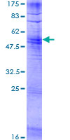OR2AG1 Protein - 12.5% SDS-PAGE of human OR2AG1 stained with Coomassie Blue
