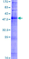 OR2B3 Protein - 12.5% SDS-PAGE of human OR2B3 stained with Coomassie Blue