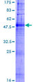 OR2B3 Protein - 12.5% SDS-PAGE of human OR2B3 stained with Coomassie Blue