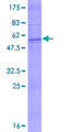 OR2C1 Protein - 12.5% SDS-PAGE of human OR2C1 stained with Coomassie Blue