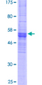 OR2C3 Protein - 12.5% SDS-PAGE of human OR2C3 stained with Coomassie Blue