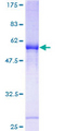 OR2H1 Protein - 12.5% SDS-PAGE of human OR2H1 stained with Coomassie Blue