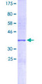 OR2H1 Protein - 12.5% SDS-PAGE Stained with Coomassie Blue.