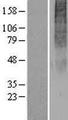 OR2H3 / OR2H2 Protein - Western validation with an anti-DDK antibody * L: Control HEK293 lysate R: Over-expression lysate