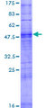 OR2K2 Protein - 12.5% SDS-PAGE of human OR2K2 stained with Coomassie Blue