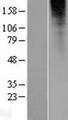 OR2L13 Protein - Western validation with an anti-DDK antibody * L: Control HEK293 lysate R: Over-expression lysate