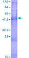 OR2M4 Protein - 12.5% SDS-PAGE of human OR2M4 stained with Coomassie Blue