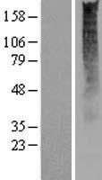 OR2S2 Protein - Western validation with an anti-DDK antibody * L: Control HEK293 lysate R: Over-expression lysate