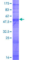 OR2T10 Protein - 12.5% SDS-PAGE of human OR2T10 stained with Coomassie Blue