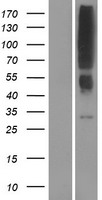 OR2T12 Protein - Western validation with an anti-DDK antibody * L: Control HEK293 lysate R: Over-expression lysate