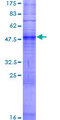 OR2T29 Protein - 12.5% SDS-PAGE of human OR2T29 stained with Coomassie Blue