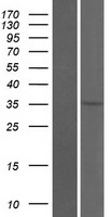 OR2T34 Protein - Western validation with an anti-DDK antibody * L: Control HEK293 lysate R: Over-expression lysate