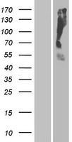 OR2T35 Protein - Western validation with an anti-DDK antibody * L: Control HEK293 lysate R: Over-expression lysate