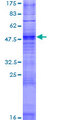 OR2T35 Protein - 12.5% SDS-PAGE of human OR2T35 stained with Coomassie Blue
