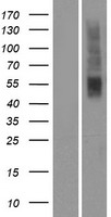 OR2T5 Protein - Western validation with an anti-DDK antibody * L: Control HEK293 lysate R: Over-expression lysate