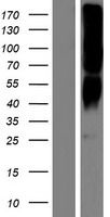 OR2T8 Protein - Western validation with an anti-DDK antibody * L: Control HEK293 lysate R: Over-expression lysate