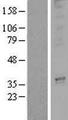 OR3A2 Protein - Western validation with an anti-DDK antibody * L: Control HEK293 lysate R: Over-expression lysate