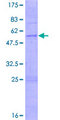 OR3A2 Protein - 12.5% SDS-PAGE of human OR3A2 stained with Coomassie Blue