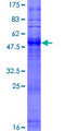 OR3A3 Protein - 12.5% SDS-PAGE of human OR3A3 stained with Coomassie Blue