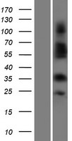 OR4C3 Protein - Western validation with an anti-DDK antibody * L: Control HEK293 lysate R: Over-expression lysate