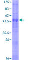 OR4D1 Protein - 12.5% SDS-PAGE of human OR4D1 stained with Coomassie Blue