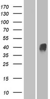 OR4D11 Protein - Western validation with an anti-DDK antibody * L: Control HEK293 lysate R: Over-expression lysate
