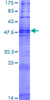 OR4F15 Protein - 12.5% SDS-PAGE of human OR4F15 stained with Coomassie Blue