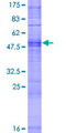 OR4K14 Protein - 12.5% SDS-PAGE of human OR4K14 stained with Coomassie Blue