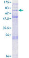 OR4S2 Protein - 12.5% SDS-PAGE of human OR4S2 stained with Coomassie Blue