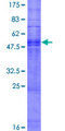 OR51B4 Protein - 12.5% SDS-PAGE of human OR51B4 stained with Coomassie Blue