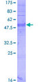 OR51D1 Protein - 12.5% SDS-PAGE of human OR51D1 stained with Coomassie Blue