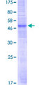 OR51E1 Protein - 12.5% SDS-PAGE of human OR51E1 stained with Coomassie Blue