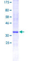 OR51E1 Protein - 12.5% SDS-PAGE Stained with Coomassie Blue.