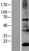 OR51E2 / PSGR Protein - Western validation with an anti-DDK antibody * L: Control HEK293 lysate R: Over-expression lysate